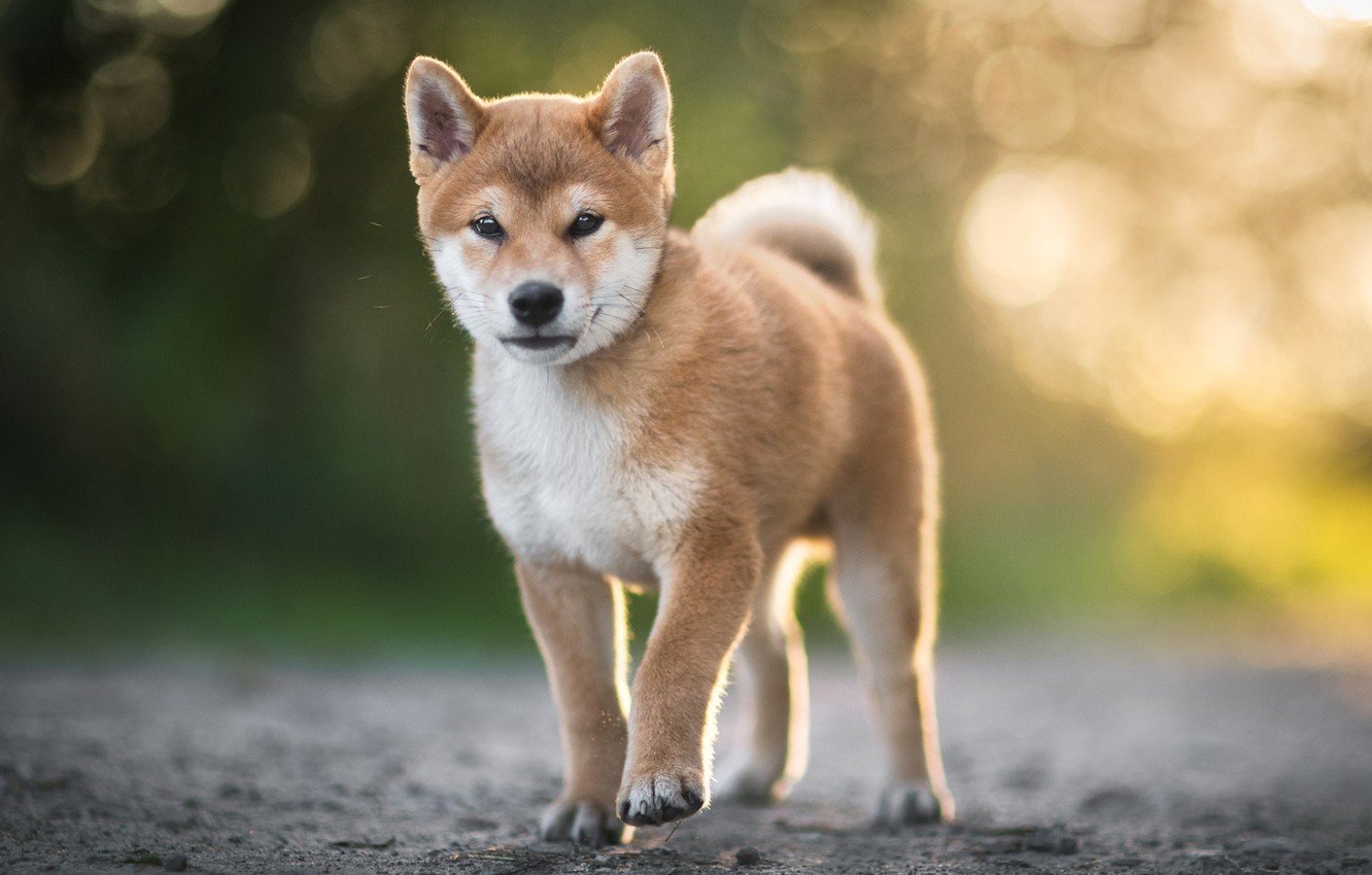 Imo Inu Pictures